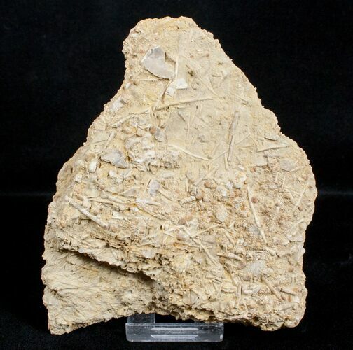 Fossil Jurassic Echinoderm (Acrosalenia) Spines - France #3174